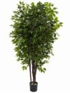 Fico Tree