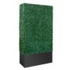 Boxwood Hedge